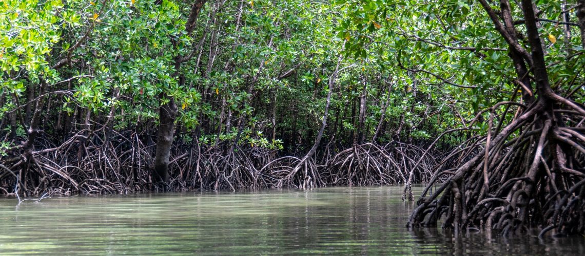 mangroves-5205415_1920